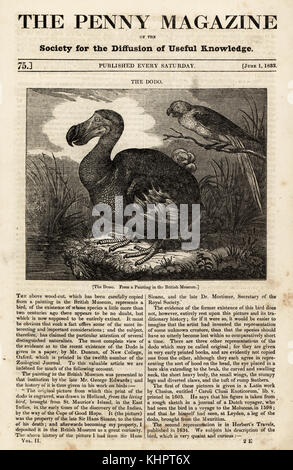 Raphus cucullatus, Dodo, et en Martinique, de l'ara Ara martinicus, d'après une peinture au British Museum. Gravure sur bois, basée sur la peinture par Roelant Savery dans le Penny Magazine, Londres, 1 juin 1833. Banque D'Images