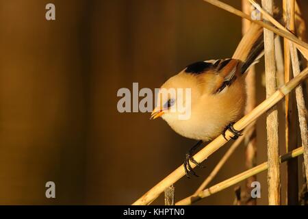 Les jeunes (Panurus biarmicus Bearded Reedling) capturé close-up perché sur la tige du roseau éclairé par le soleil du matin. Banque D'Images