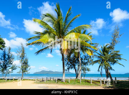 Avis de bordées de palmiers exotiques Sud Mission Beach sur la mer de corail, l'extrême nord du Queensland, Australie, FNQ Banque D'Images