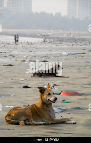 Chiens errants lying on sand parmi les déchets plastiques et autres déchets à plage de versova, Mumbai Banque D'Images