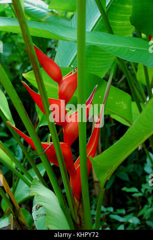 Waimea valley - Oahu, Hawaii Banque D'Images