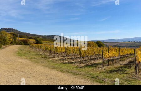 Vignoble en automne près de Montalcino, province de Sienne, toscane, italie Banque D'Images