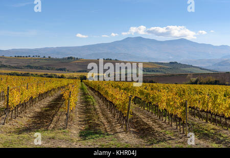 Vignoble en automne près de Montalcino, province de Sienne, toscane, italie Banque D'Images