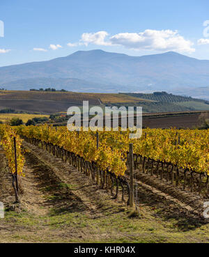 Vignoble en automne près de Montalcino, province de Sienne, toscane, italie Banque D'Images