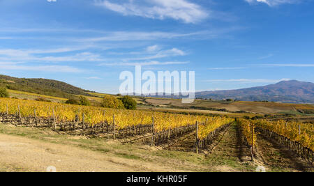 Vignoble en automne près de Montalcino, province de Sienne, toscane, italie Banque D'Images