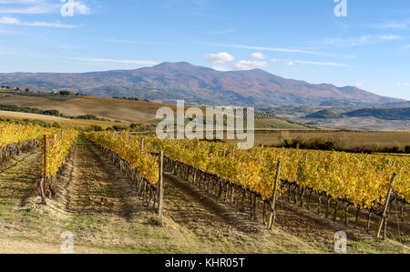 Vignoble en automne près de Montalcino, province de Sienne, toscane, italie Banque D'Images