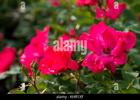 Rose rouge avec des gouttes de rosée Banque D'Images