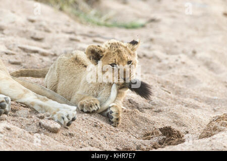 A Two Month Old Lion Cub Hides Between His Mother S Legs On His First Day Outside In The Lions Den At Ouwehands Zoo In Rhenen The Netherlands May 15 03 After A Two Month