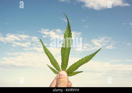 Main tenant des feuilles de marijuana parfait sur le fond bleu du ciel avec nuages. retro photo aux tons Banque D'Images