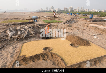 Les agriculteurs cultivant des plantes de fenugrec dans le sable à la plage de versova, Mumbai Banque D'Images