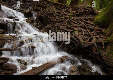 Belle rivière qui coule autour des roches et les racines des arbres. pris dans Bridal Veil Falls Provincial Park, British Columbia, canada. Banque D'Images