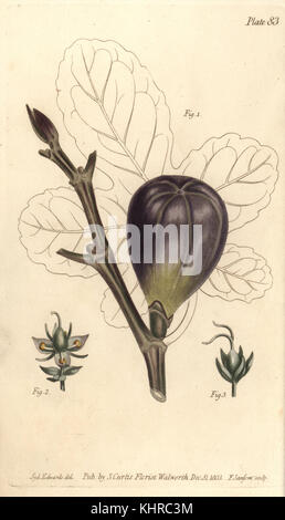 Fig, Ficus carica, Trioecia avec hermaphrodite, mâles 2 et femelles 3 fleurs croissant séparément. Gravure sur plaque de coperplate en couleur main par F. Sansom d'une illustration botanique de Sydenham Edwards pour les conférences de William Curtis sur Botany, tel que livré dans le jardin botanique de Lambeth, 1805. Banque D'Images