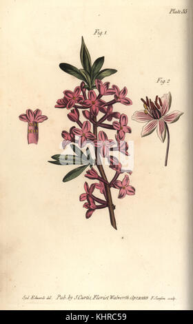 Mezereon, Daphne mezereum, Octandria, 1, et le butome à ombelle, Butomus umbellatus, Enneandria, 2. La gravure sur cuivre coloriée par F. Sansom, d'une illustration botanique par Sydenham Edwards pour William Curtis' des conférences sur la botanique, tel que prononcé dans le Jardin Botanique à Lambeth, 1805. Banque D'Images