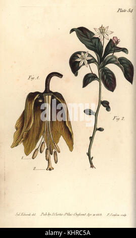 Couronne impériale fleurs, Fritillaria imperialis, Hexandria, 1, et salicaire, Lysimachia Trientalis europaea (europaeus), Heptandria, 2. La gravure sur cuivre coloriée d'une illustration botanique par Sydenham Edwards pour William Curtis' des conférences sur la botanique, tel que prononcé dans le Jardin Botanique à Lambeth, 1805. Banque D'Images