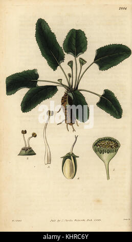 Dorstenia brasiliensis (Peziza fleur dorstenia, Dorstenia tubicina). La gravure sur cuivre coloriée par Swan après une illustration par William Jackson Hooker de Samuel Curtis' Botanical Magazine, Londres, 1828. Banque D'Images