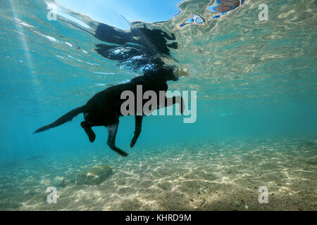 Chien noir flotte à la surface de l'eau et porte une pierre dans la bouche Banque D'Images