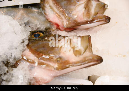 Close-up of freshly caught John Dory, St pierre ou Peter's fish (Zeus faber) avec la bouche ouverte sur la glace pour la vente dans le marché de poisson grec Banque D'Images