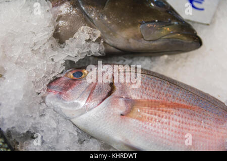 Close-up of porgy rouge fraîchement pêché ou Pagrus pagrus sur glace alignés pour la vente dans le marché de poisson grec Banque D'Images