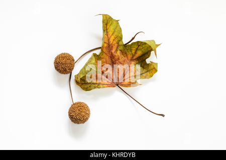 Platanus (avion) et deux feuilles Platanus gousses sur fond blanc Banque D'Images
