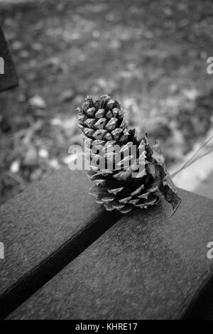 Pine Cone assise sur le bord d'un banc de parc Banque D'Images