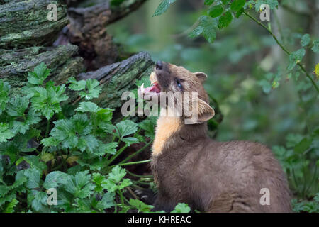 La martre d'Europe, Martes martes, captive, Close up portrait alors que la chasse à des fins alimentaires parmi l'herbe, de sciage et arbre pendant une journée d'automne. Banque D'Images