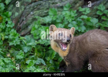La martre d'Europe, Martes martes, captive, Close up portrait alors que la chasse à des fins alimentaires parmi l'herbe, de sciage et arbre pendant une journée d'automne. Banque D'Images