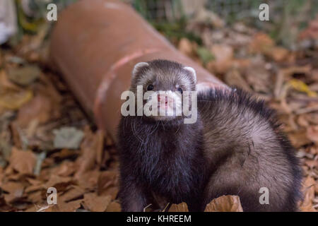 Le putois Mustela putorius, européen, captive, portrait d'adulte et les jeunes au cours de la chasse entre les billes et de l'herbe pendant une journée d'automne. Banque D'Images