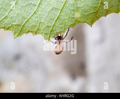 Mizgir. Le spider tarantula. araneomorphic araignée araignée le loup Banque D'Images