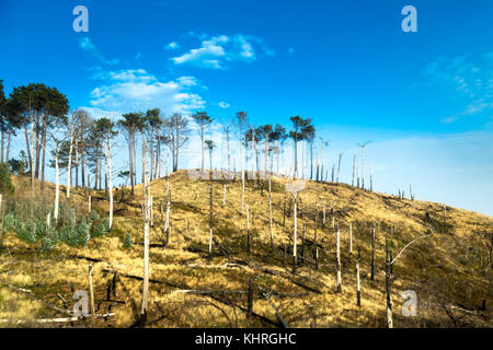 Les arbres endommagés et les souches au parc écologique (Parque Ecológico do Funchal à Madère, Portugal) Banque D'Images