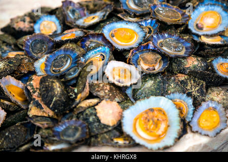 Les patelles frais à un marché aux poissons, le Mercado DOS Lavradores, Funchal, Madeira, Portugal Banque D'Images