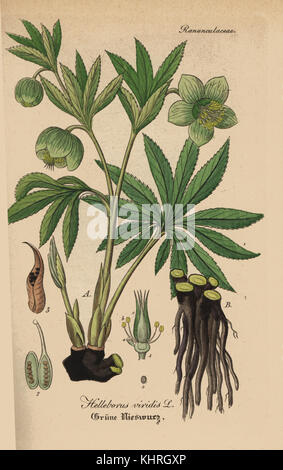 Green hellebore, Helleborus viridis. Coloriée à la gravure sur cuivre du Dr. Willibald" sammtlicher mediinisch Hand-Atlas Artus-pharmaceutischer Gewachse, (Manuel de tous les médecins-usines pharmaceutiques), Iéna, 1876. Banque D'Images