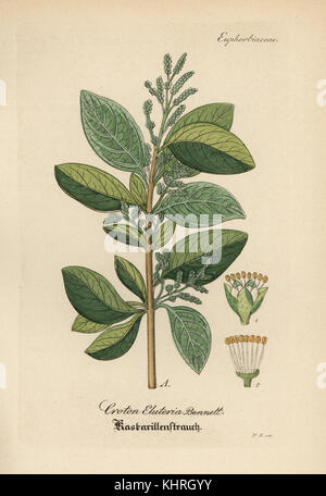 Croton eluteria, Cascarilla. Coloriée à la gravure sur cuivre du Dr. Willibald" sammtlicher mediinisch Hand-Atlas Artus-pharmaceutischer Gewachse, (Manuel de tous les médecins-usines pharmaceutiques), Iéna, 1876. Banque D'Images