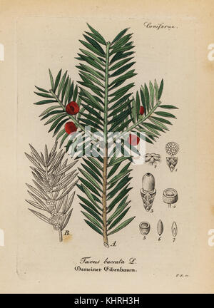 English Yew Tree, Taxus baccata. Coloriée à la gravure sur cuivre du Dr. Willibald" sammtlicher mediinisch Hand-Atlas Artus-pharmaceutischer Gewachse, (Manuel de tous les médecins-usines pharmaceutiques), Iéna, 1876. Banque D'Images