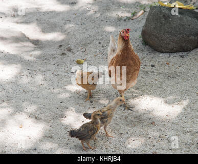 La mère poule et ses bébés en liberté dans le sable sur dravuni island, fiji Banque D'Images