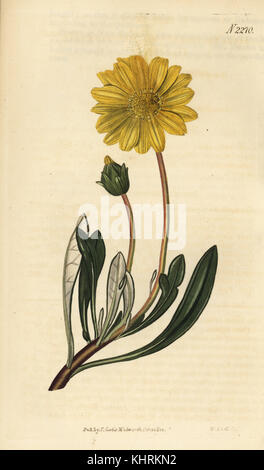 Fleur Gazania rigens trésor, (Golden fleur gazania Gazania uniflora),. Coloriée par la gravure sur cuivre de Weddell Samuel Curtis' Botanical Magazine, Londres, 1822. Banque D'Images