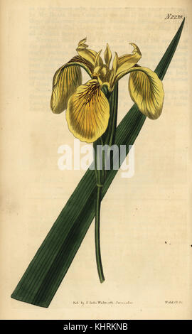 Drapeau jaune, jaune ou de l'eau d'Iris Iris pseudacorus var. drapeau, pallidoflava. Coloriée par la gravure sur cuivre de Weddell Samuel Curtis' Botanical Magazine, Londres, 1822. Banque D'Images