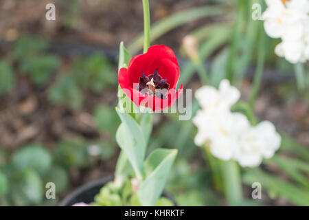 Une tulipe rouge éclatant s'ouvrent sur un jour de printemps ensoleillé et chaud avec quelques jonquilles blanche à l'arrière-plan flou Banque D'Images