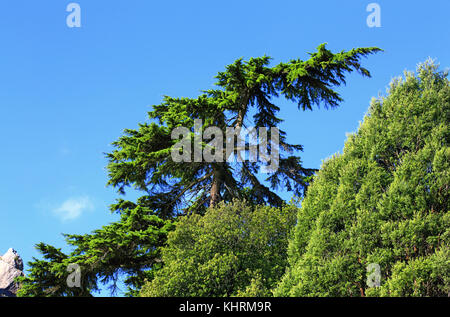 Sommets des sous-arbres tropicaux sur le fond de ciel Banque D'Images