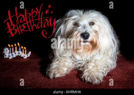 Petit Bichon havanais blanc couché sur un tapis rouge et à côté de lui brûler les bougies d'anniversaire 6. Banque D'Images