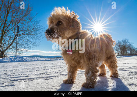 Un petit Bichon havanais marron debout dans la neige sur son dos et le soleil brille. Banque D'Images