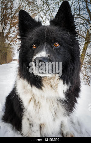 Un fier eurasiens avec fourrure à motifs noir et blanc lumineux et les yeux bruns. Banque D'Images