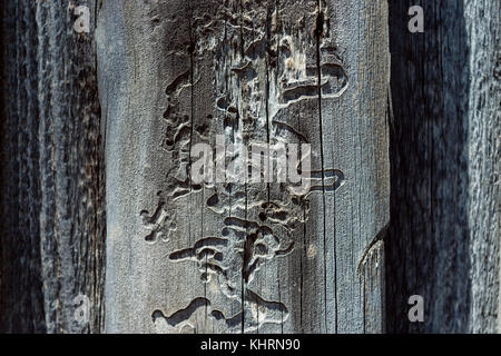 La texture de vieux mur en bois mangés par les termites de bois Banque D'Images