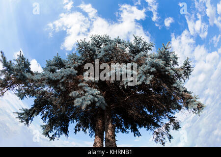 Low angle view of blue spruce pine tree ou Picea pungens contre ciel nuageux Banque D'Images