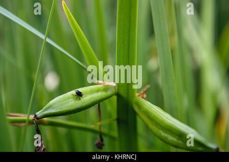 Close-up de petits bug sur noir près du lac quenouille Banque D'Images