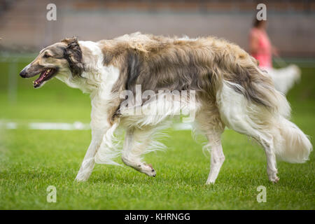 Un grand lévrier passe par un pré est un barzoï, une race de chien russe. Banque D'Images