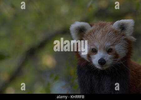 Le panda rouge, Ailurus fulgens, captive, portrait tout en marchant et de repos, à la recherche autour des arbres de bouleau. Banque D'Images