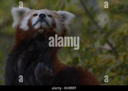 Le panda rouge, Ailurus fulgens, captive, portrait tout en marchant et de repos, à la recherche autour des arbres de bouleau. Banque D'Images