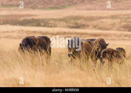 Poneys Exmoor avec poulain parmi les longues herbes de pâturage sur les Landes Banque D'Images