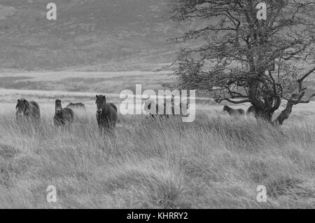 Troupeau de poneys Exmoor UK Somerset Exmoor Banque D'Images