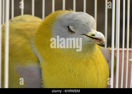 Les putois jaune pigeon vert reposant dans une cage Banque D'Images